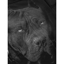 Pit Bull Spodenki MMA Treningowe Performance Pro Plus Born In 1989